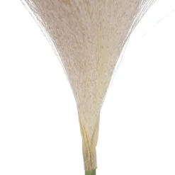 Kura