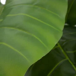Pana